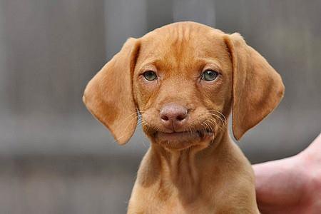 Dissapointed puppy Template