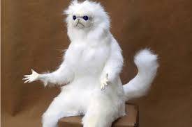 Angry Cat Meme Template