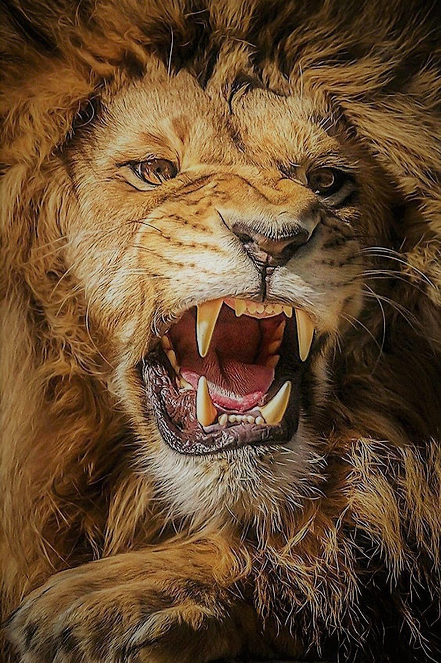 Roaring Lion Meme Template