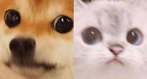 Scared Cat and Scared Dog Meme Template