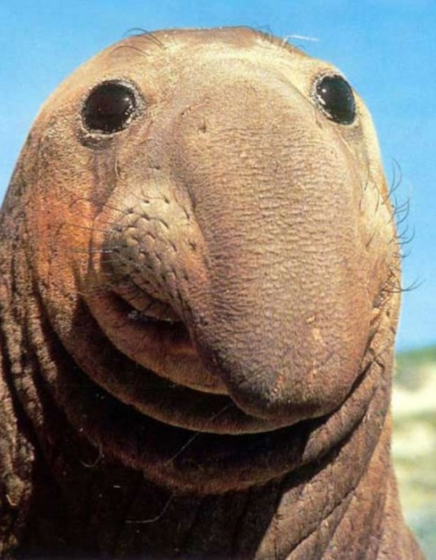 Hey Everybody Seal Meme Template