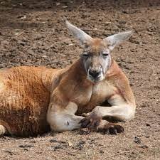 Australia Kangaroo Muscular Bulky Meme Template