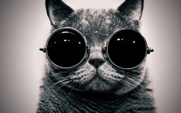 Cat-Morpheus Meme Template