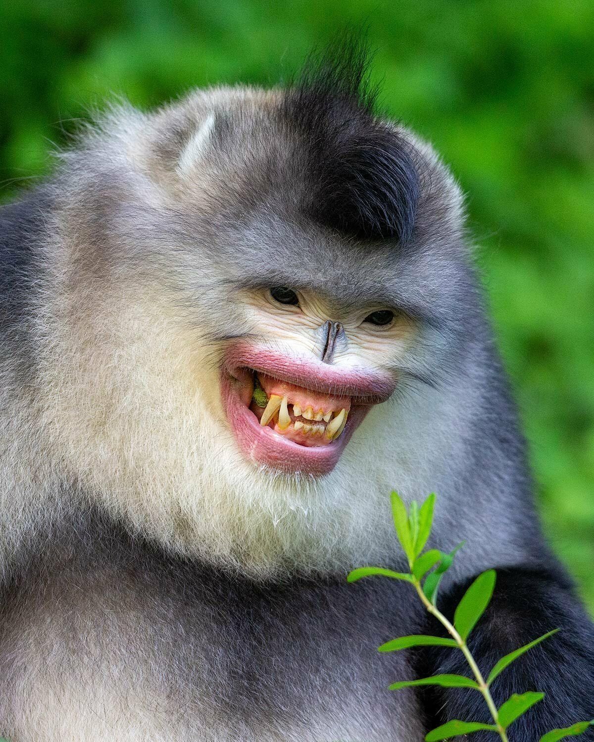 Smiling Snub Nose Monkey Meme Template