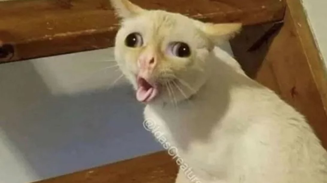 O Cat Meme Template