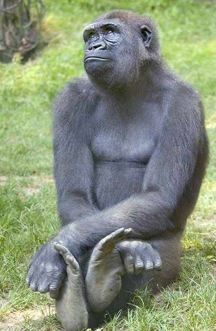 Monkey UK 3 Meme Template