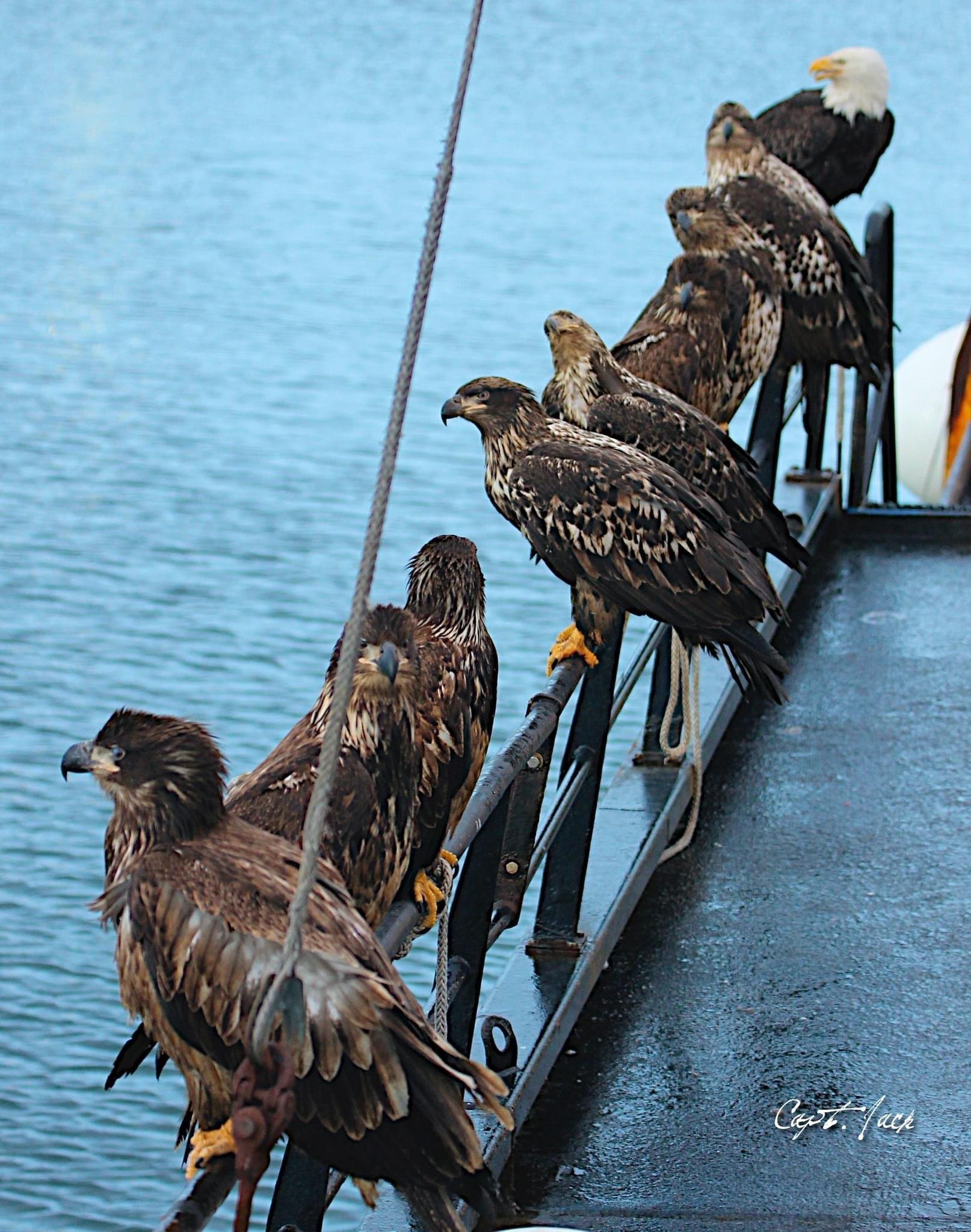 Lonely Eagle Meme Template