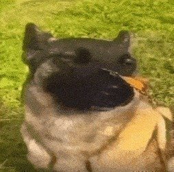 Dog With Butterfly Meme Template