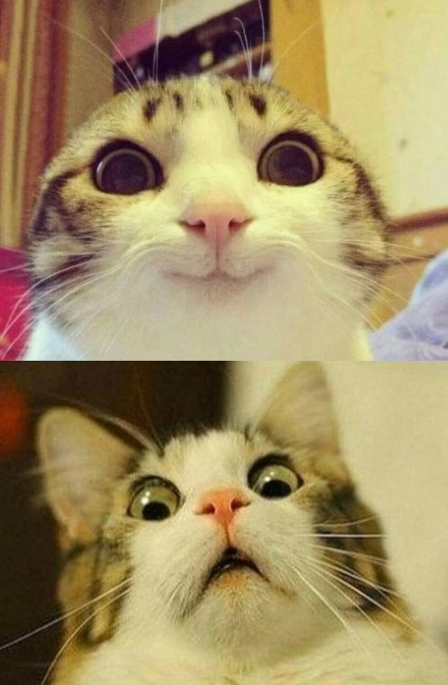 Happy Cat Scared Cat Meme Template