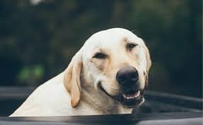 Evil Smiling Dog Meme Template