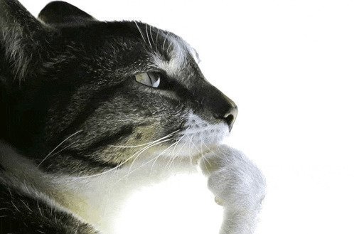 Cat Pondering Meme Template