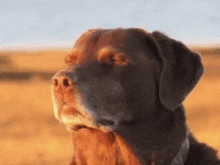 Dog Smiling Meme Sunset Meme Template