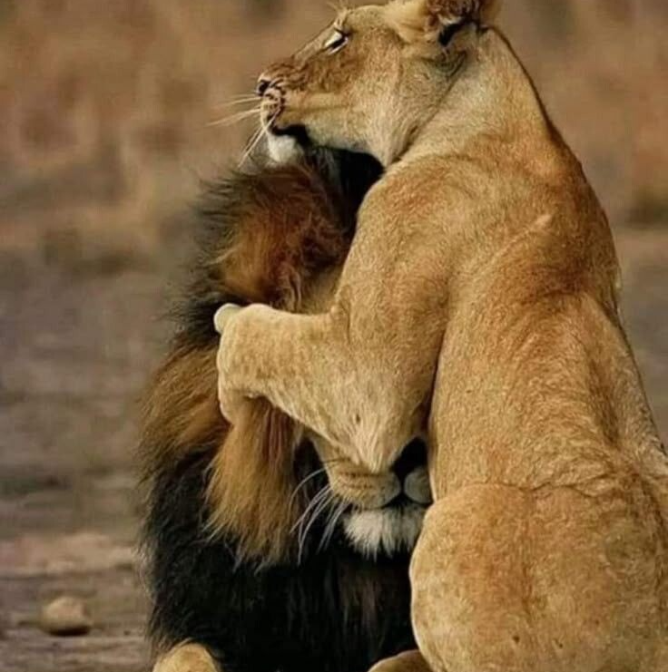 Lion and Lioness Meme Template