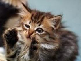 Alien Cat Meme Template