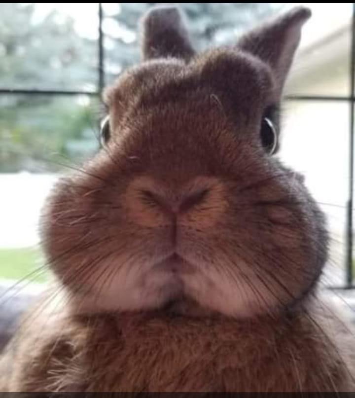 Bad Bunny Meme Template