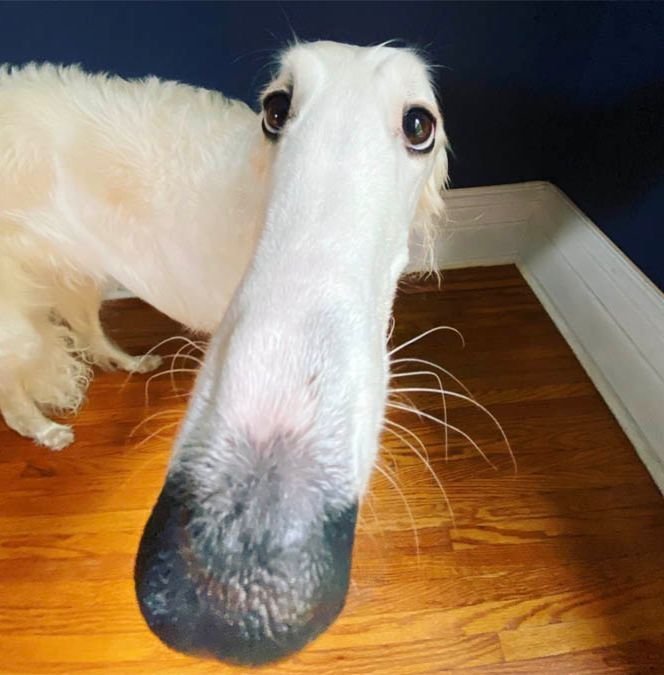 Borzoi Template
