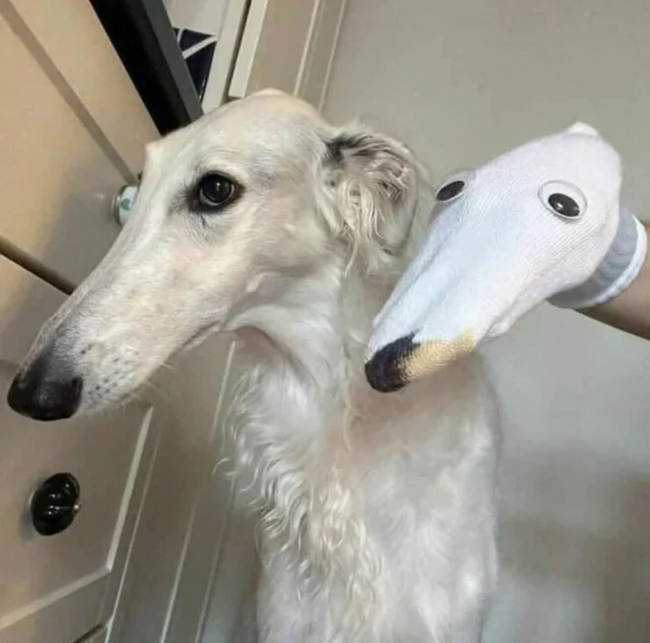 Borzoi Meme