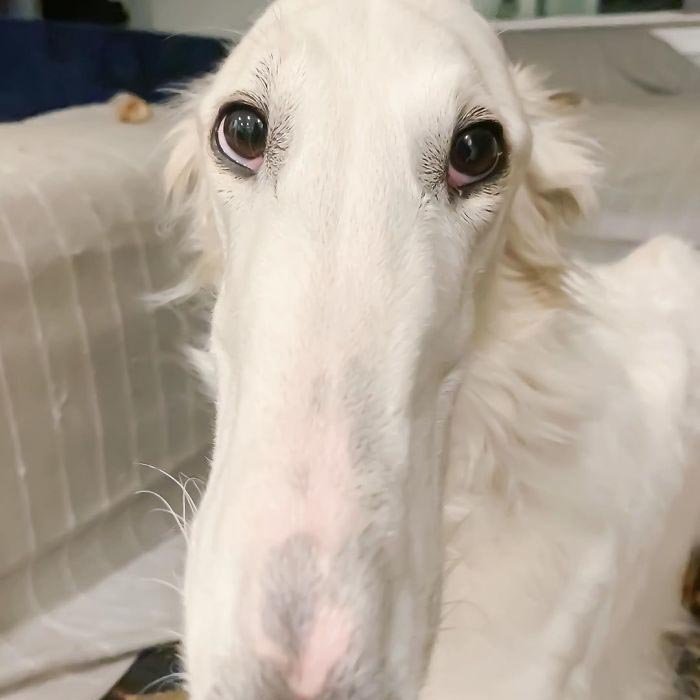 Borzoi Meme Template