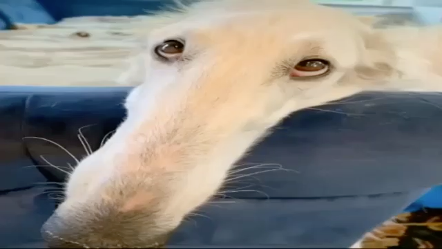 Borzoi Dog Meme Template