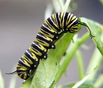 Caterpillar Template