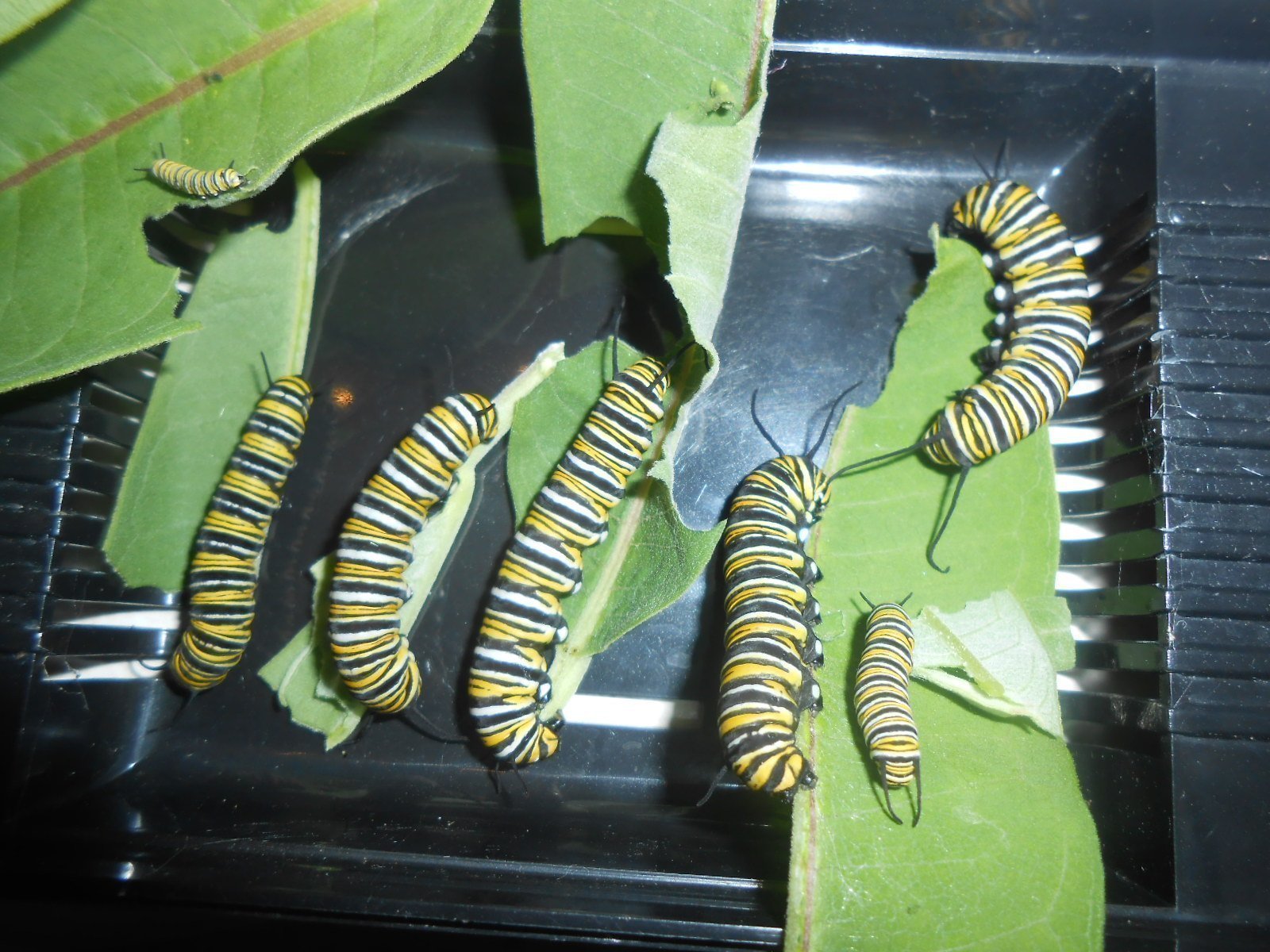 Caterpillar Thoughts Meme Template