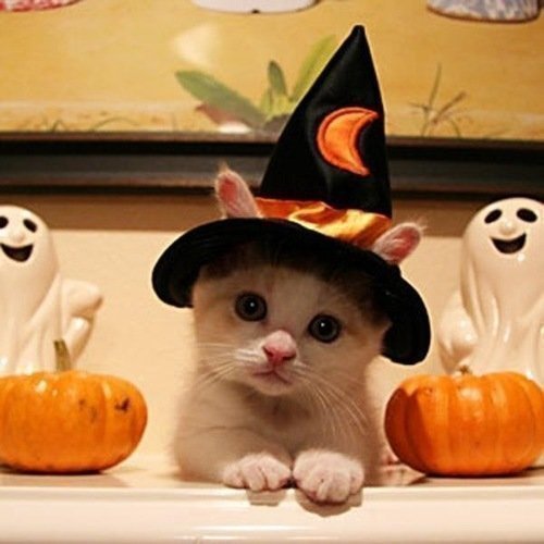 Cute Halloween Kitten Meme Template