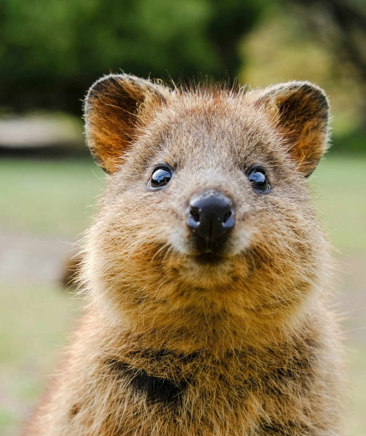 Cute Quokka Meme Template