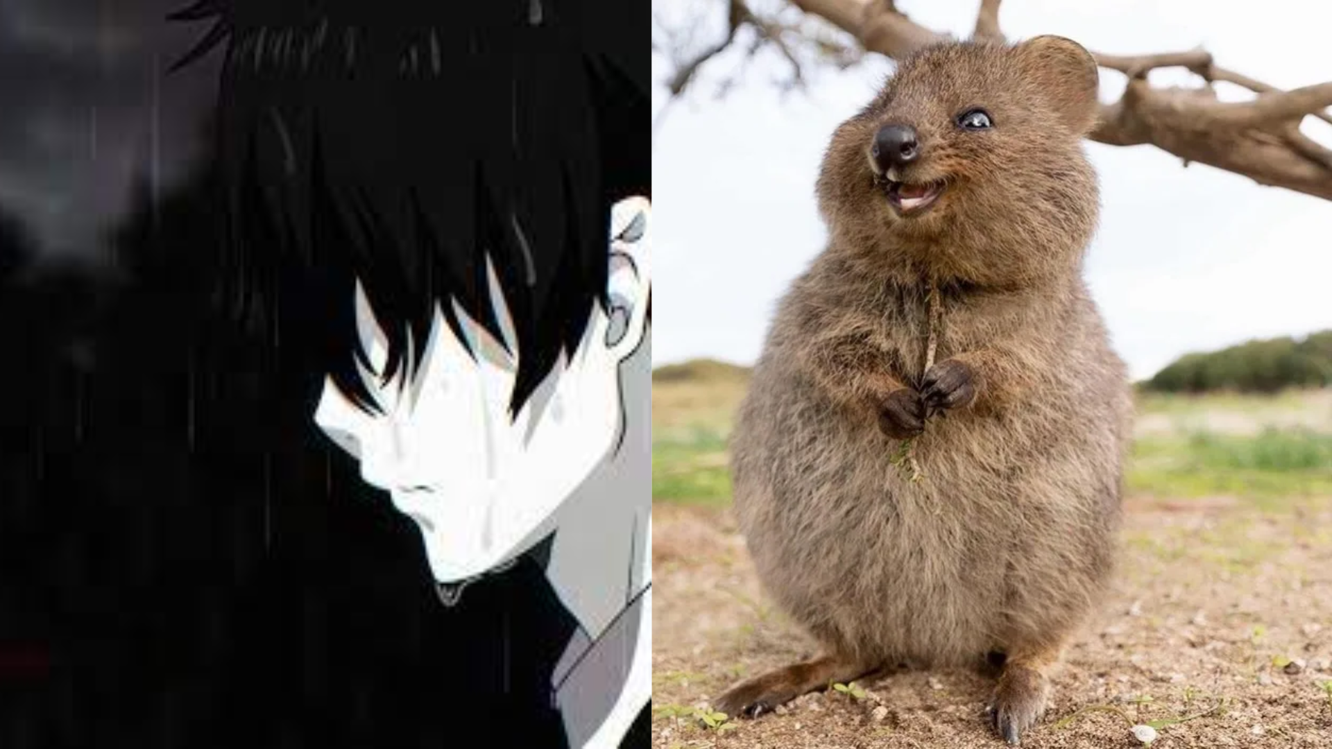 Depression vs Quokka Meme Template