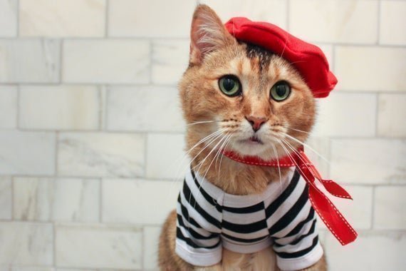 French Cat Meme