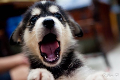 Good Morning Puppy Meme Template