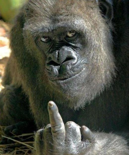 Gorilla Middle Finger Meme Template
