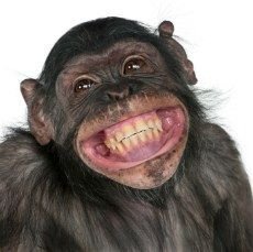 Grinning Chimp Meme Template
