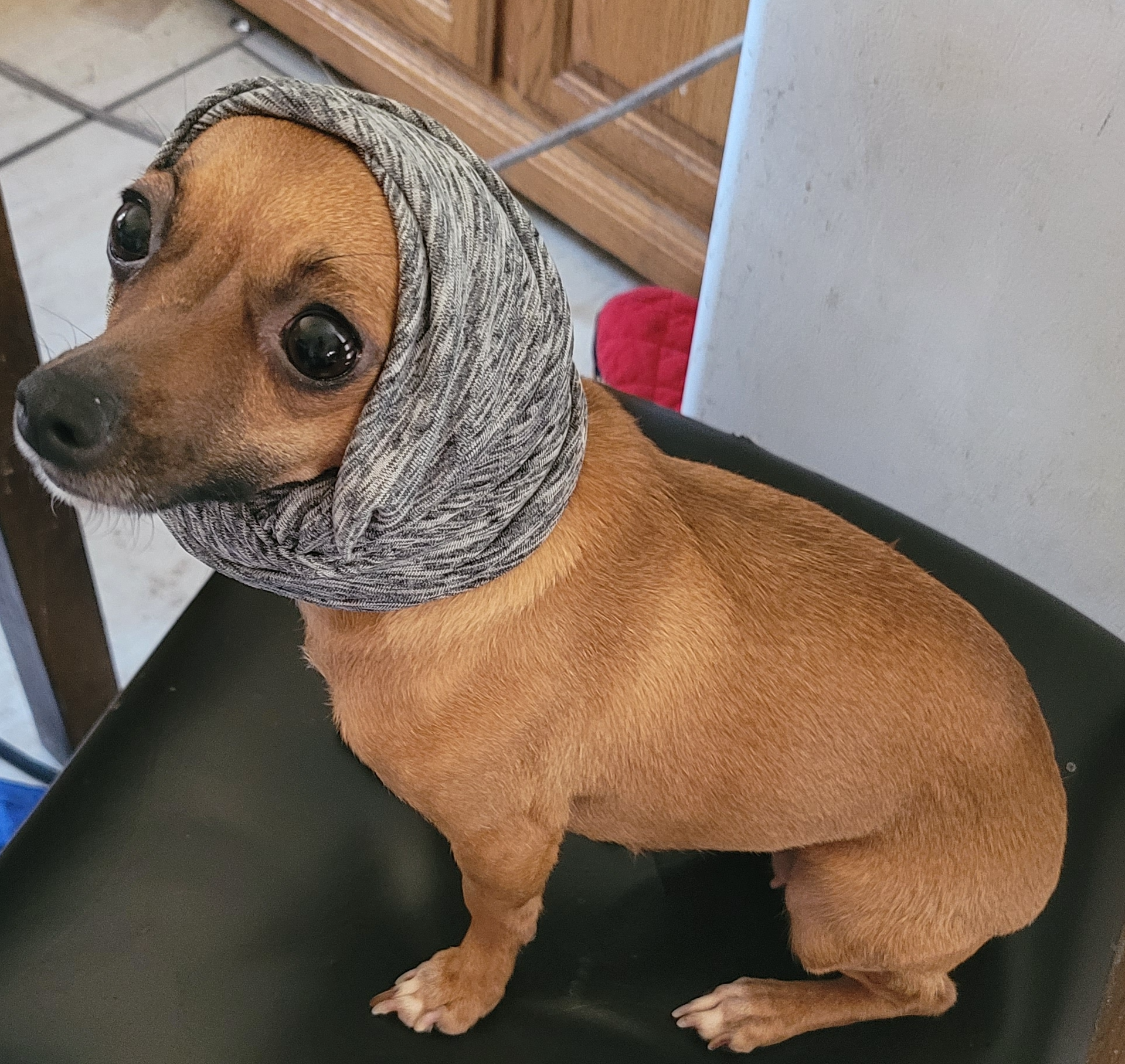 Habibi Meme Template