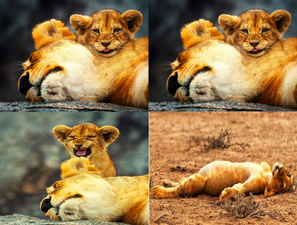 Lion Tales Meme Template