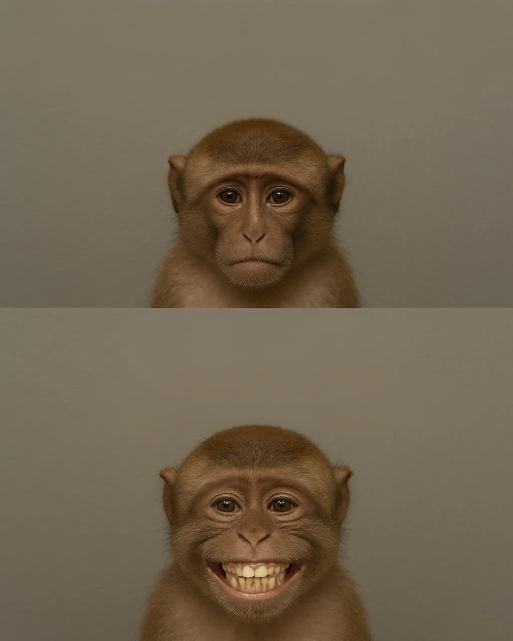 Monkey Business Template