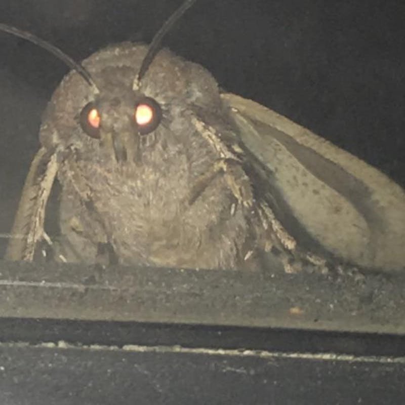 Moth Meme Template