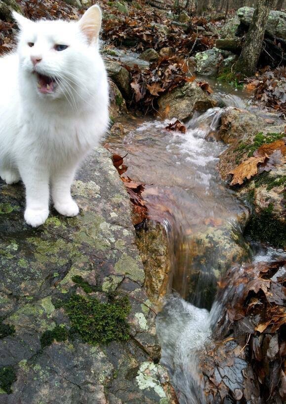 New Meme Cat Template