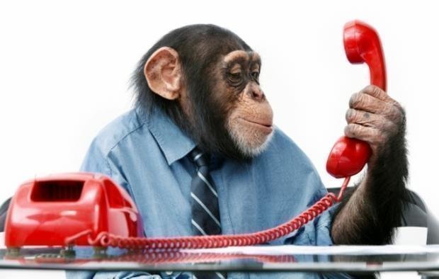 Phone Monkey Meme Template