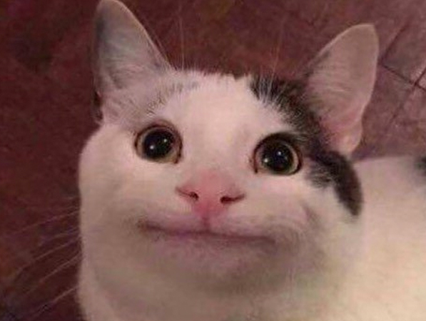 Polite Cat Meme Template