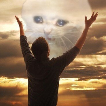 Praise Crying Cat Meme Template