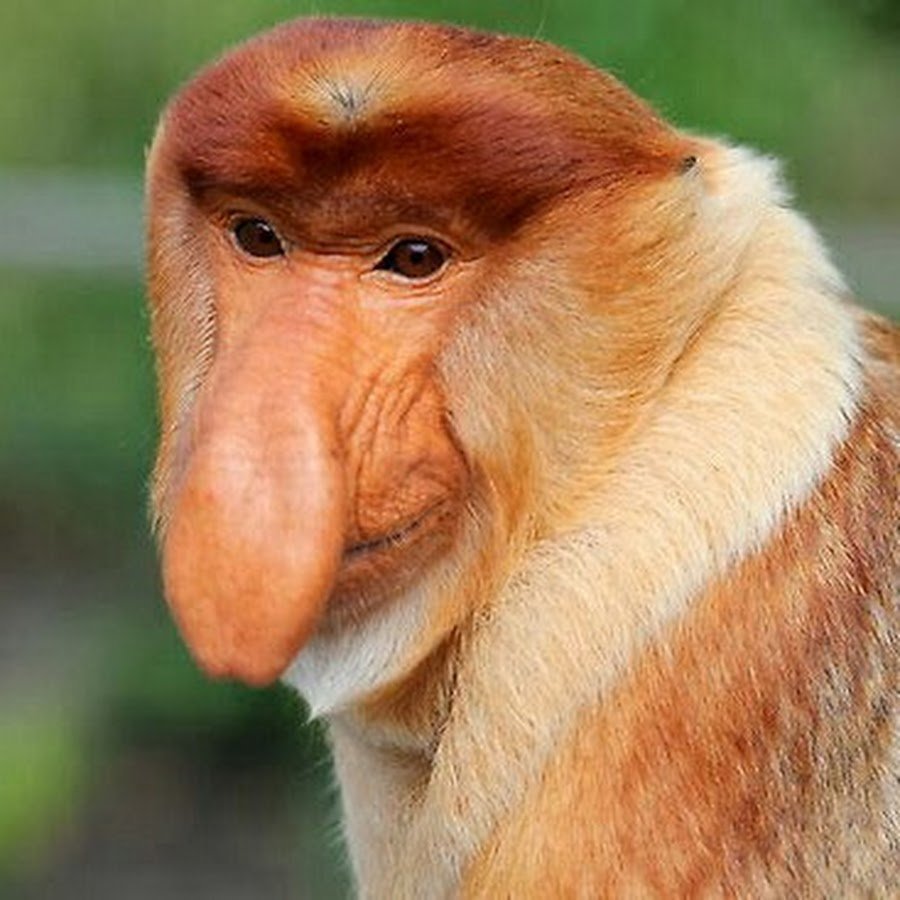 Proboscis Monkey Nosacz Sundajski Meme Template