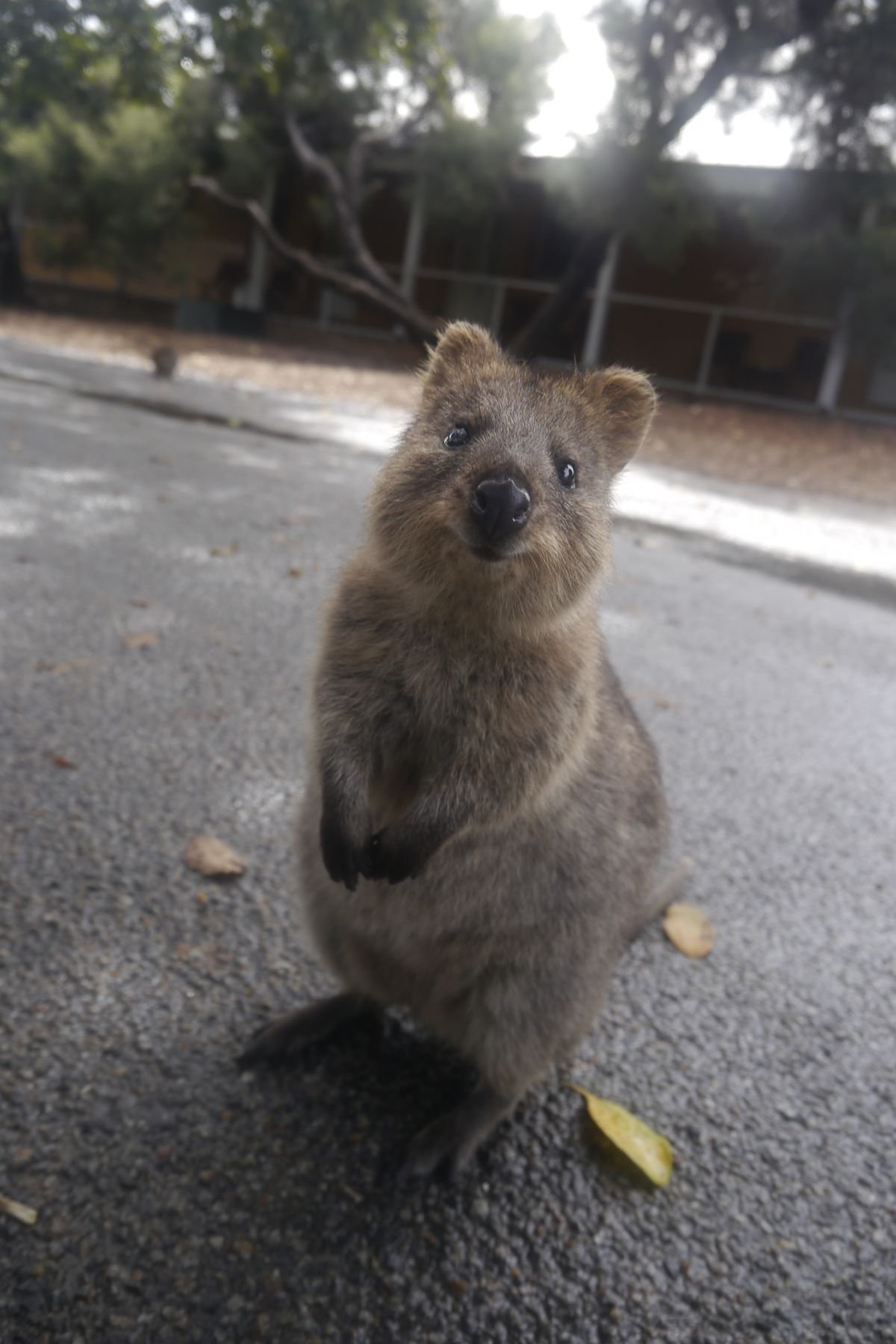 Quokka Birthday Meme Template