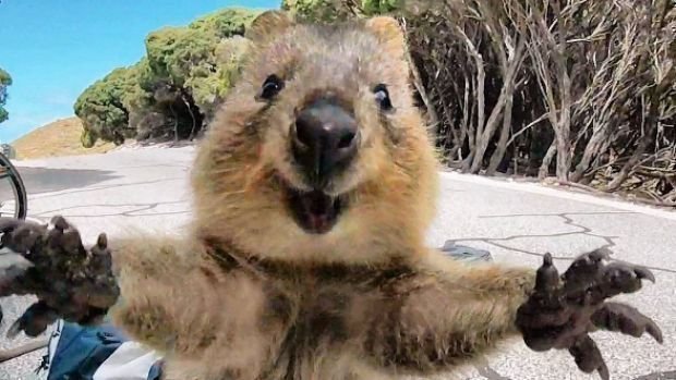 Quokka Hugz Meme Template