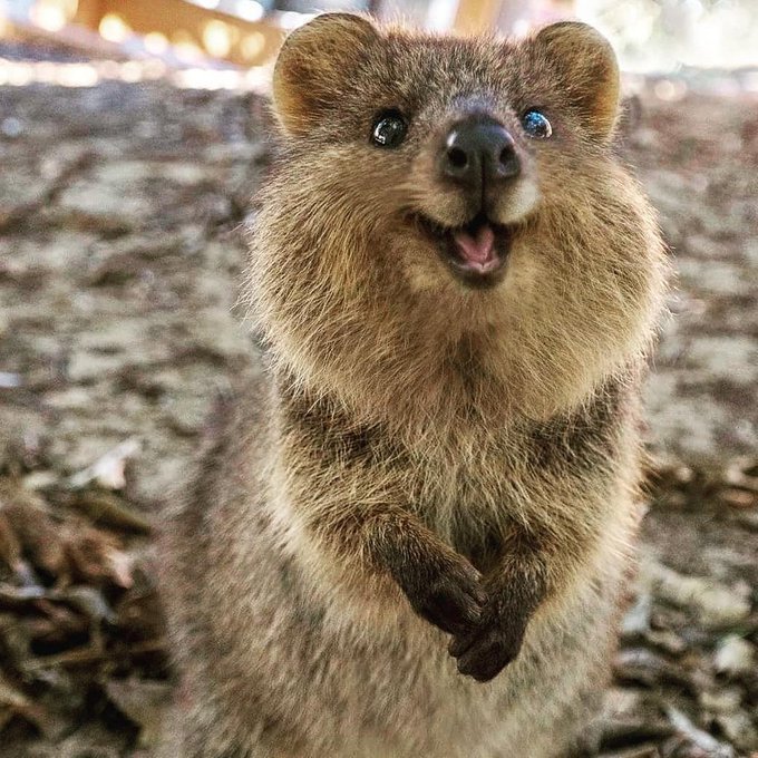 Quokka Meme Template