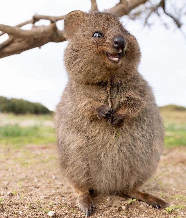 Quokka Template