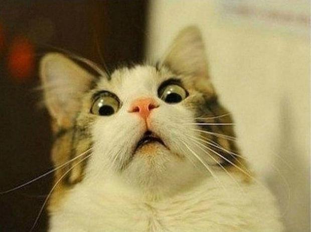 Scared Cats Meme Template Download