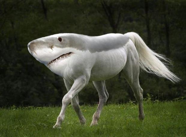 Shark Horse Meme Template