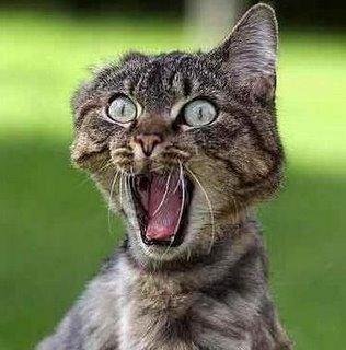 Shocked Cat Meme
