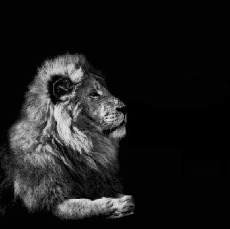 Sigma Lion Meme Template