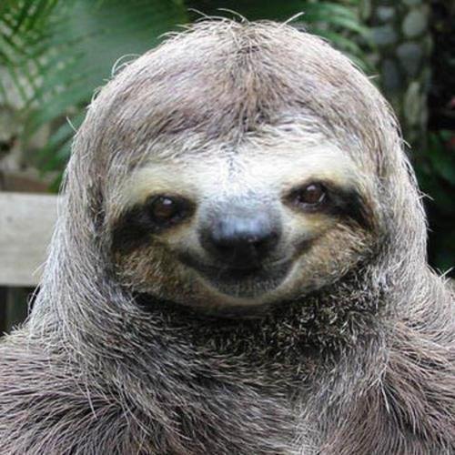 Sloths Meme Template